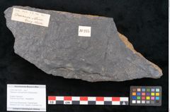 Foto (Objekt + Etikett) von Flabellaria sublongirhachis Ettingshausen (NHMW-GEO-2024-0188-10235)